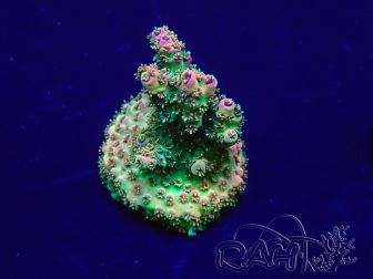 WYSIWYG Acropora Marikultur akklimatisiert LED