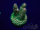 WYSIWYG Acropora Marikultur akklimatisiert LED
