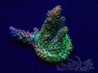 WYSIWYG Acropora 15G10 acclimatato led