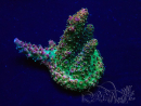 WYSIWYG Acropora 15G10 acclimated LED
