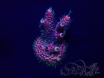 WYSIWYG Acropora Marikultur akklimatisiert LED