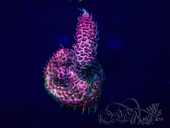 WYSIWYG Acropora Maricultuur geacclimatiseerd LED