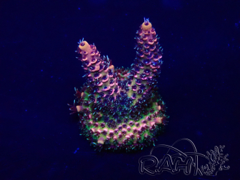 WYSIWYG Acropora Marikultur akklimatisiert LED