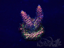 WYSIWYG Acropora 15H1 Mariculture acclimaté led