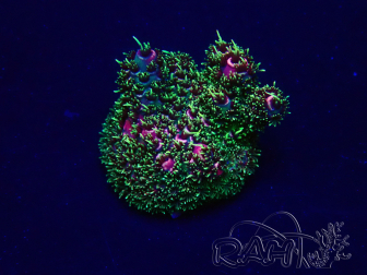 WYSIWYG Acropora Mariculture acclimated LED