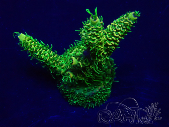 WYSIWYG Acropora tenuis 15H4 Mariculture acclimaté led