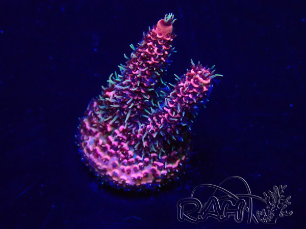 WYSIWYG Acropora 15H8 Mariculture acclimated LED