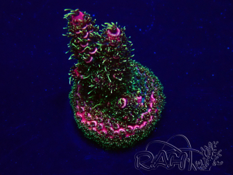 WYSIWYG Acropora 15H9 Mariculture acclimaté led