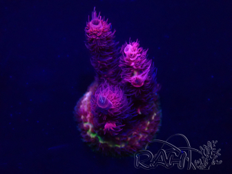 WYSIWYG Acropora Maricoltura acclimatata a LED
