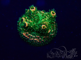WYSIWYG Acropora Mariculture acclimated LED