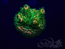 WYSIWYG Acropora Maricultuur geacclimatiseerd LED