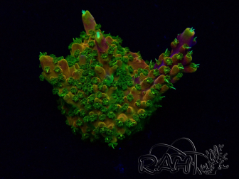 WYSIWYG Acropora 15I1 Mariculture acclimaté led