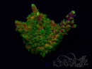 WYSIWYG Acropora 15I1 Mariculture acclimaté led