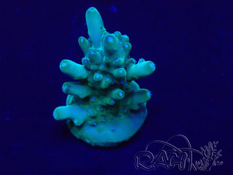 WYSIWYG Acropora 15I2 Mariculture acclimaté led