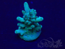 WYSIWYG Acropora 15I2 Mariculture acclimaté led