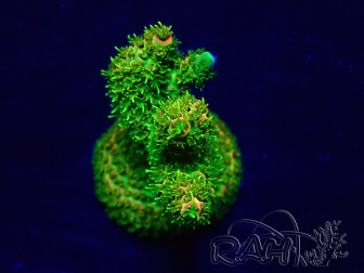 WYSIWYG Acropora Mariculture acclimaté led