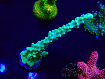 WYSIWYG Acropora 15I7 Mariculture acclimaté led