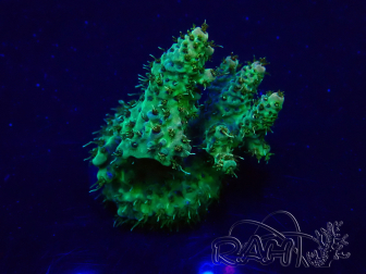 WYSIWYG Acropora Marikultur akklimatisiert LED