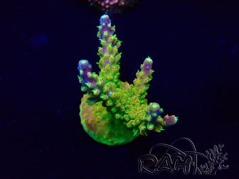 WYSIWYG Acropora Mariculture acclimaté led