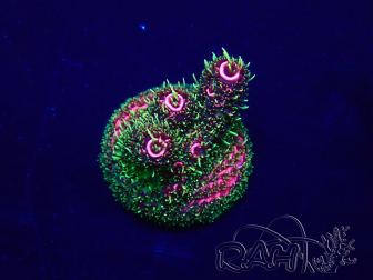 WYSIWYG Acropora Mariculture acclimaté led