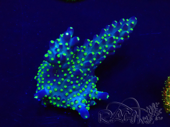 WYSIWYG Acropora Mariculture acclimaté led