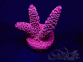 WYSIWYG Acropora Mariculture acclimaté led