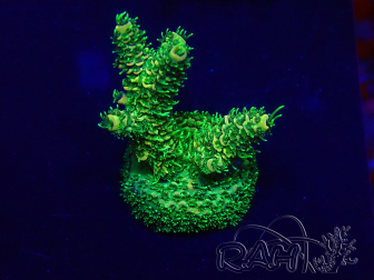WYSIWYG Acropora tenuis Mariculture acclimated LED
