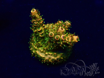 WYSIWYG Acropora millepora Mariculture acclimated LED