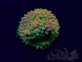 WYSIWYG Acropora millepora Maricultura acclimatato led