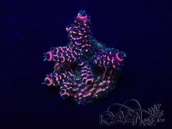 WYSIWYG Acropora Mariculture acclimaté led