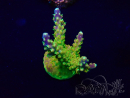 WYSIWYG Acropora Mariculture acclimaté led