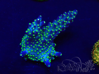WYSIWYG Acropora Mariculture acclimaté led