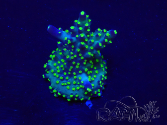 WYSIWYG Acropora Mariculture acclimaté led