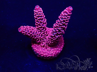 WYSIWYG Acropora Marikultur akklimatisiert LED