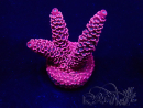 WYSIWYG Acropora Maricoltura acclimatata a LED