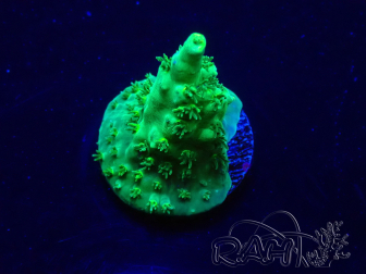 WYSIWYG Acropora Maricultuur geacclimatiseerd LED