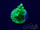 WYSIWYG Acropora Maricoltura acclimatata a LED
