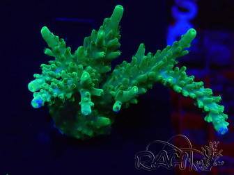 WYSIWYG Acropora Marikultur akklimatisiert LED