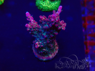 WYSIWYG Acropora Marikultur akklimatisiert LED