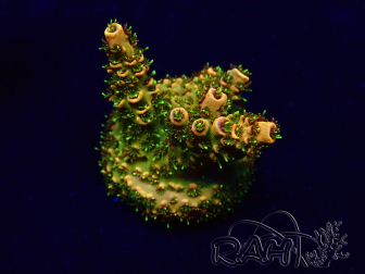WYSIWYG Acropora 15K5 Mariculture acclimaté led