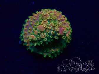 WYSIWYG Acropora acclimaté led