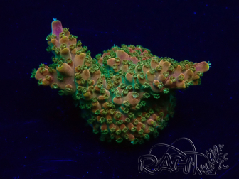 WYSIWYG Acropora Mariculture acclimaté led