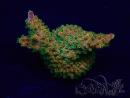 WYSIWYG Acropora Mariculture acclimaté led