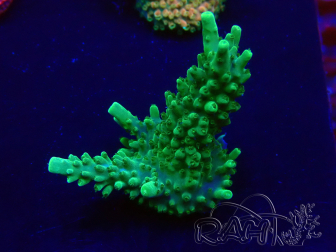 WYSIWYG Acropora 15K9 Mariculture acclimaté led