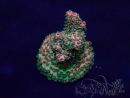 WYSIWYG Acropora Maricultuur geacclimatiseerd LED