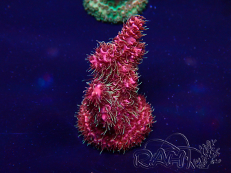 WYSIWYG Acropora Australie acclimaté led