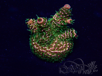 WYSIWYG Acropora Maricultuur geacclimatiseerd LED