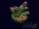 WYSIWYG Acropora Maricultuur geacclimatiseerd LED
