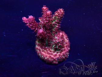 WYSIWYG Acropora Australie acclimaté led