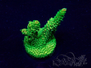 WYSIWYG Acropora acclimaté led